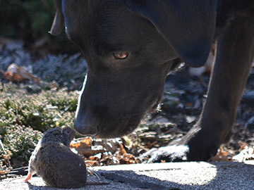 A Change Encounter