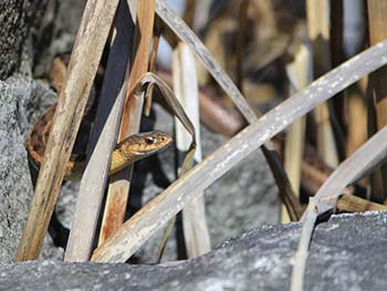 Garter Snake